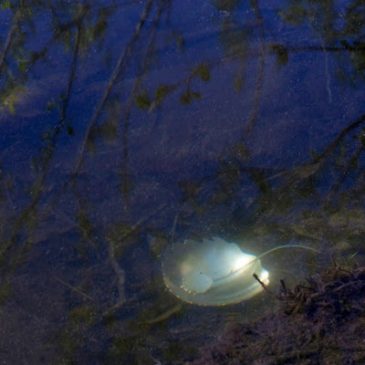 Salt och socker. Salt and sugar.