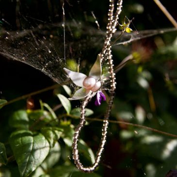 Klematis i spindelväv. Clematis in cobweb.